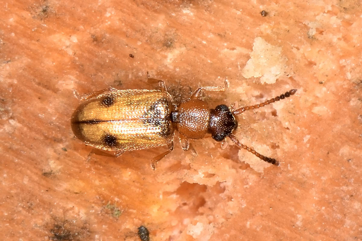 Silvanidae: Psammoecus bipunctatus